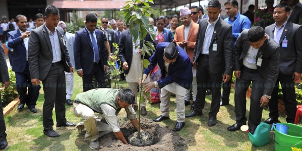 सिंहदरबारमा प्रधानमन्त्रीले रोपे एभोकाडो (फोटोफिचर)