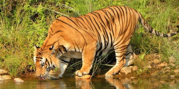 Commitment To Double Tiger Population Will Be Fulfilled- Nepal Prime Minister