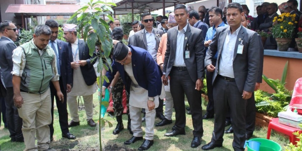 सिंहदरबारमा प्रधानमन्त्रीले रोपे एभोकाडोको विरुवा (फोटो)